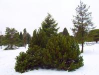 Evergreen Trees And Bushes In Snow