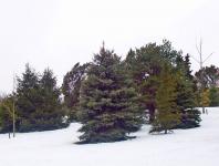 Evergreen Trees In Snow