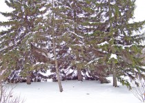 Evergreens In Snow