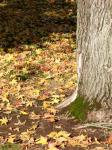 Fall Leaves 606