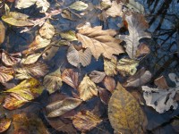 Fall Leaves On Water
