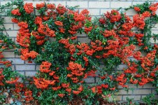 Firethorn Pyracantha Berries