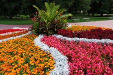 Flower Bed In The Park