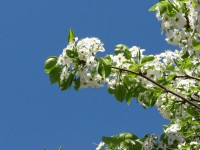 Flowering Tree