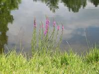 Flowers Beside Pond