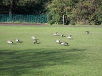 Geese - Feeding Time
