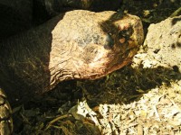Giant Tortoise Head