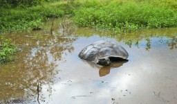 Giant Tortoise In Pond