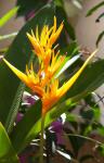 Goan Flowers - Yellow