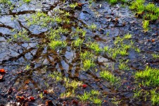 Grass And Puddle