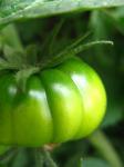Green And Yellow Tomato