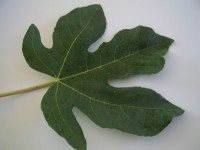 Green Fig Leaf