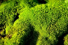Green Moss Macro