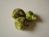 Green Sea Shells