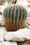 Growing Cactus