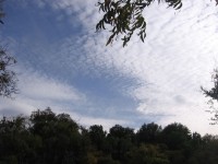 High Clouds And Foliage