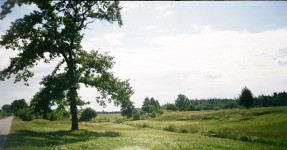 Landscape Beech Bilgoraj