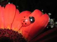 Ladybird On Orange Gerbera