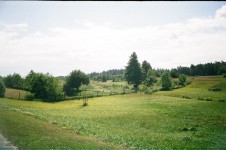 Beech Meadow Bilgoraj