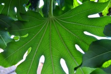 Large Green Leaf
