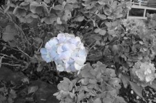 Last Blue Flowers