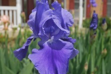 Lavender Iris 2
