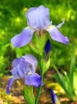 Lavender Irises