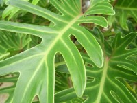 Leaf Close-up