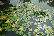 Lilies And Lilypads