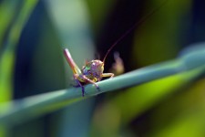 Little Grasshopper
