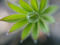 Lupin Leaves Green