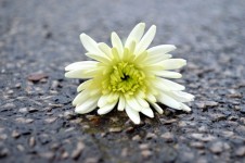 Lying Flower On The Road