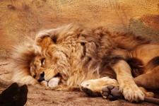 Lying Lion