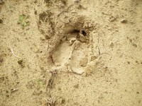 Moose Footprint