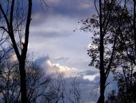 Morning Sky With Trees 4