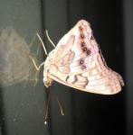 Moth On Window