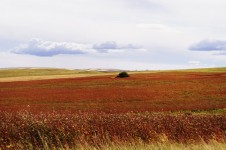 Multi-colored Field