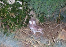 Owl In The Gardens