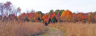 Path In Autumn Field