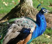 Peacock C