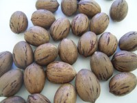 Pecan Nuts
