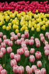 Pink Yellow And Red Tulips