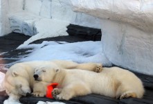 Polar Bear Naptime