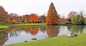 Pond In Park