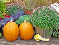Pumpkins And Flowers