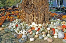 Pumpkins, Squashes, And Gourds