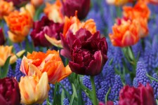Purple And Orange Tulips