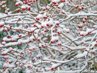 Red Berries In The Snow 4