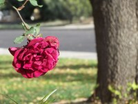 Red Rose With Tree Trunk
