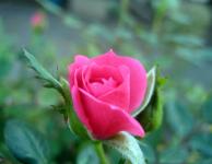 Rose Blooming 3
